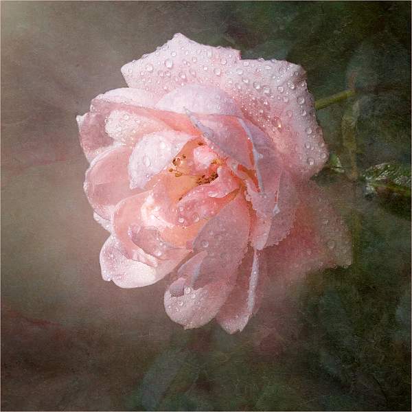 AFTER THE RAIN 3.jpg